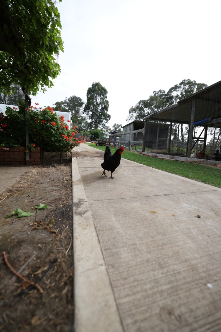 A black chicken standing on a path with trees and plants surrounding the path.